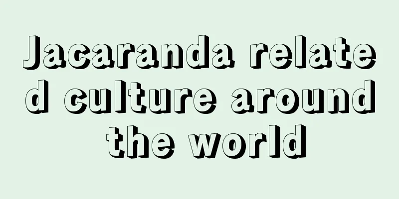 Jacaranda related culture around the world