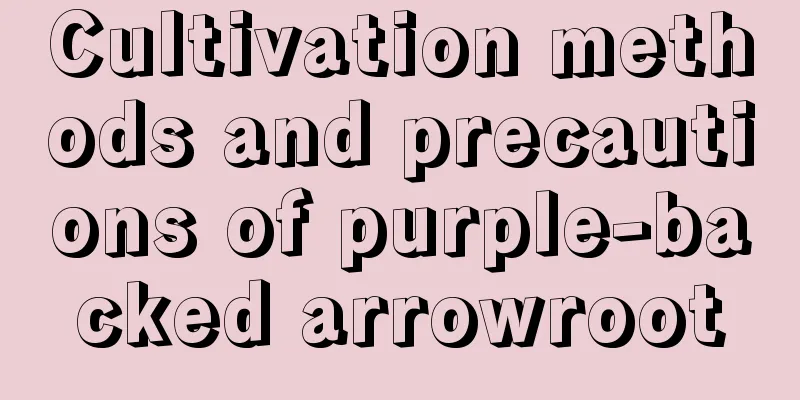 Cultivation methods and precautions of purple-backed arrowroot