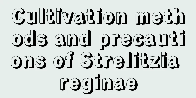 Cultivation methods and precautions of Strelitzia reginae