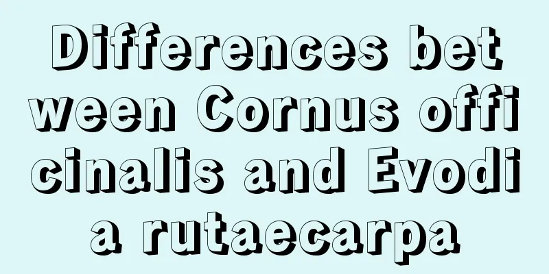 Differences between Cornus officinalis and Evodia rutaecarpa