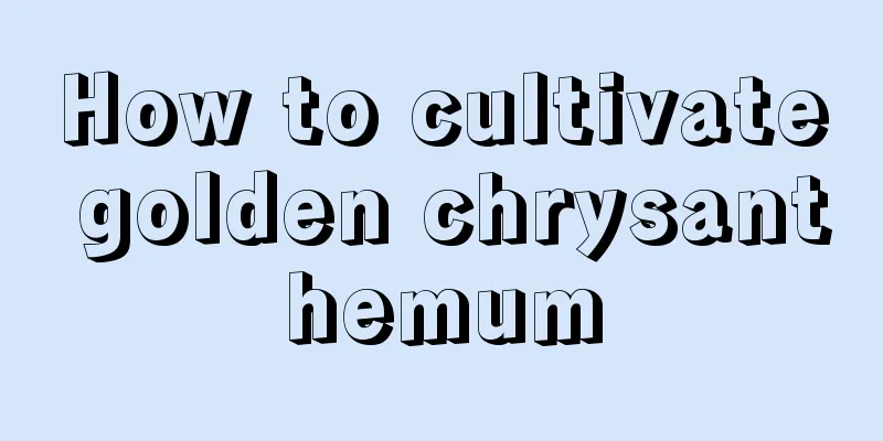 How to cultivate golden chrysanthemum