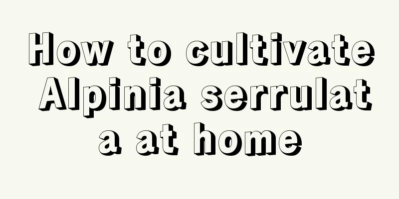 How to cultivate Alpinia serrulata at home