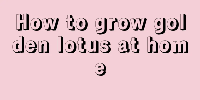 How to grow golden lotus at home