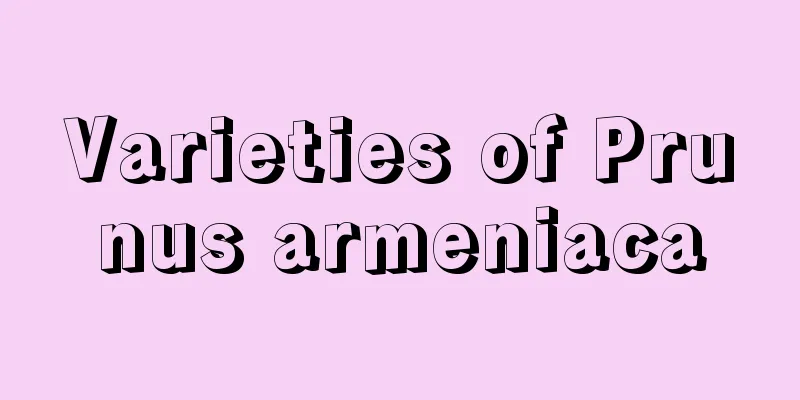 Varieties of Prunus armeniaca