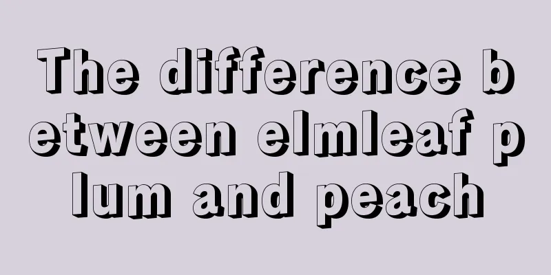 The difference between elmleaf plum and peach