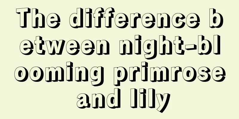 The difference between night-blooming primrose and lily