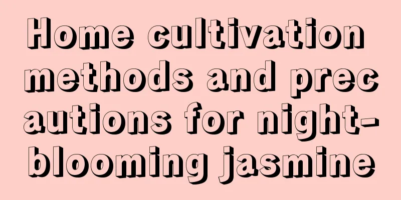 Home cultivation methods and precautions for night-blooming jasmine