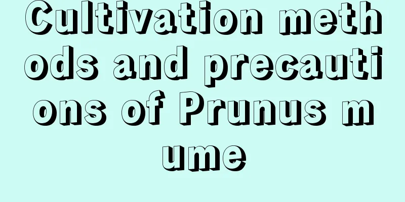 Cultivation methods and precautions of Prunus mume