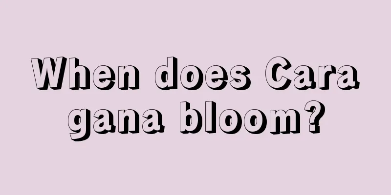 When does Caragana bloom?