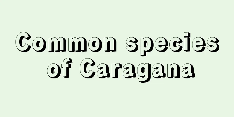 Common species of Caragana