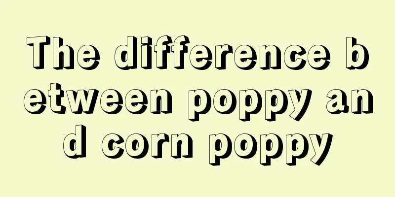 The difference between poppy and corn poppy