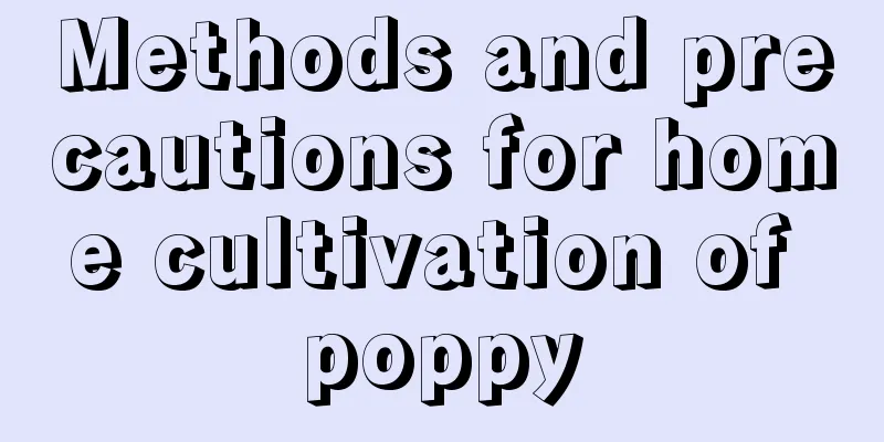 Methods and precautions for home cultivation of poppy