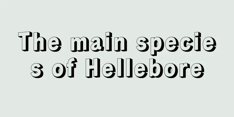 The main species of Hellebore