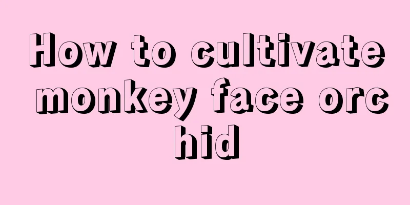 How to cultivate monkey face orchid