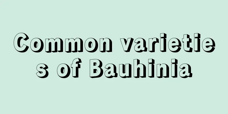 Common varieties of Bauhinia