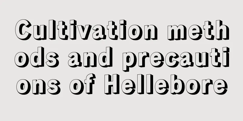 Cultivation methods and precautions of Hellebore