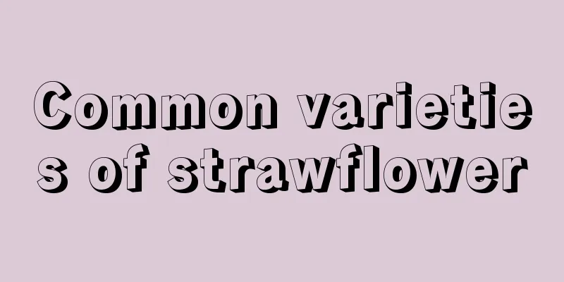 Common varieties of strawflower