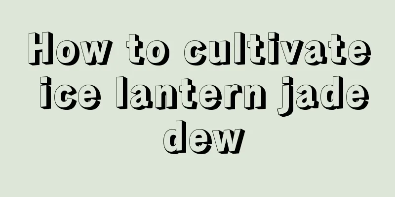 How to cultivate ice lantern jade dew