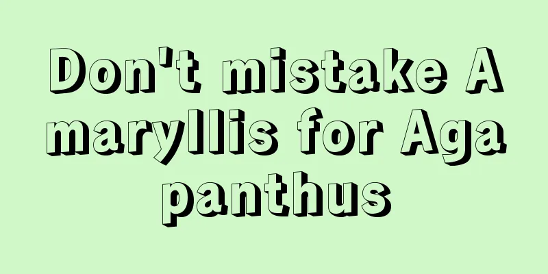 Don't mistake Amaryllis for Agapanthus