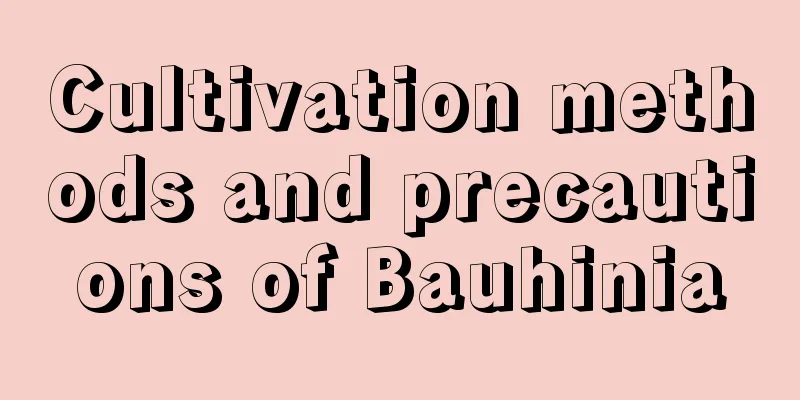 Cultivation methods and precautions of Bauhinia