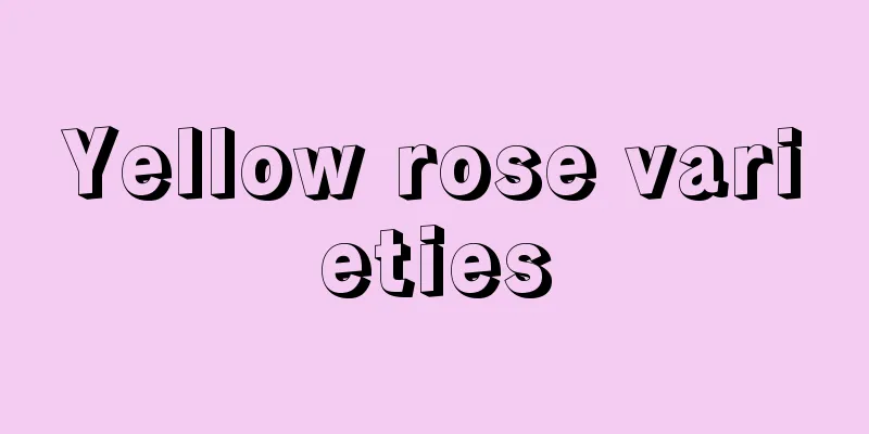 Yellow rose varieties