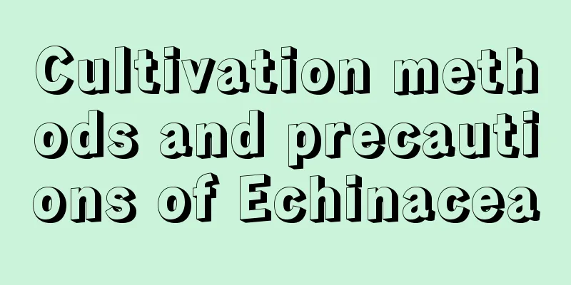 Cultivation methods and precautions of Echinacea