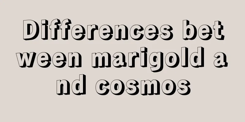 Differences between marigold and cosmos