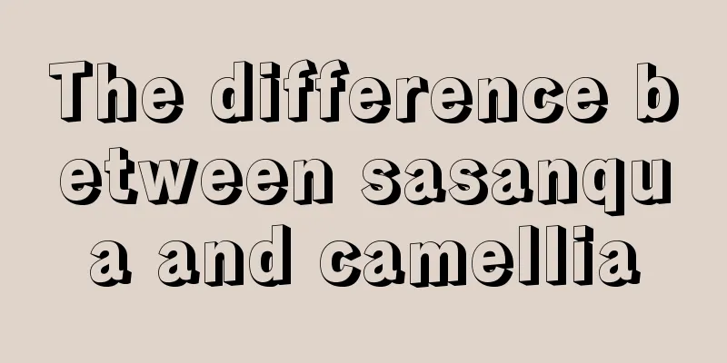 The difference between sasanqua and camellia