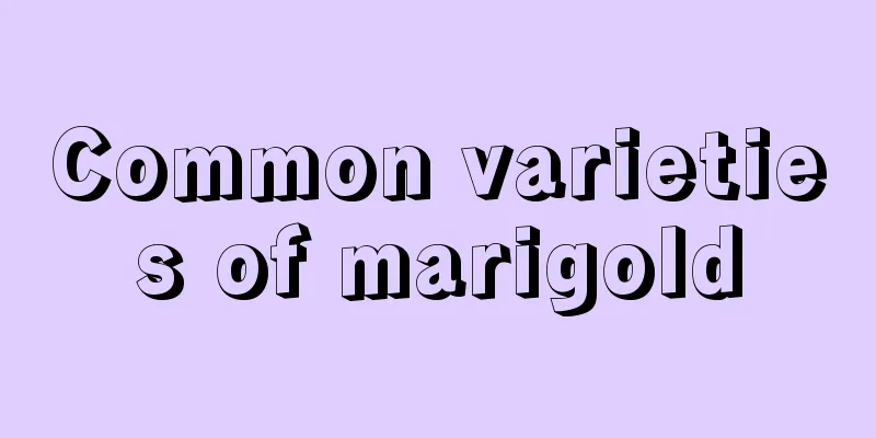 Common varieties of marigold