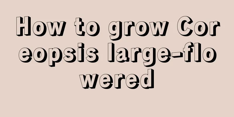 How to grow Coreopsis large-flowered