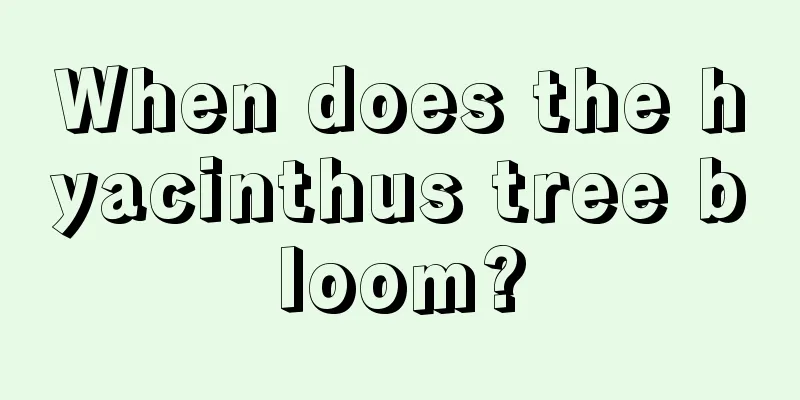 When does the hyacinthus tree bloom?