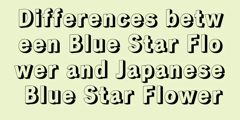 Differences between Blue Star Flower and Japanese Blue Star Flower