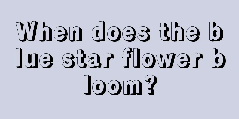 When does the blue star flower bloom?