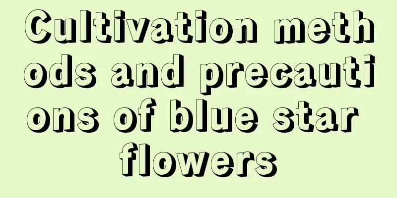 Cultivation methods and precautions of blue star flowers