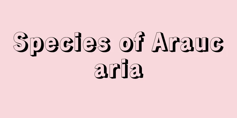 Species of Araucaria