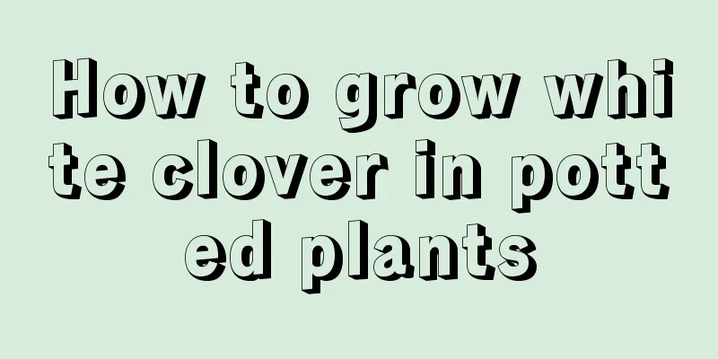 How to grow white clover in potted plants