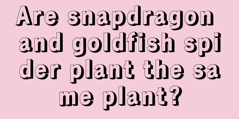 Are snapdragon and goldfish spider plant the same plant?