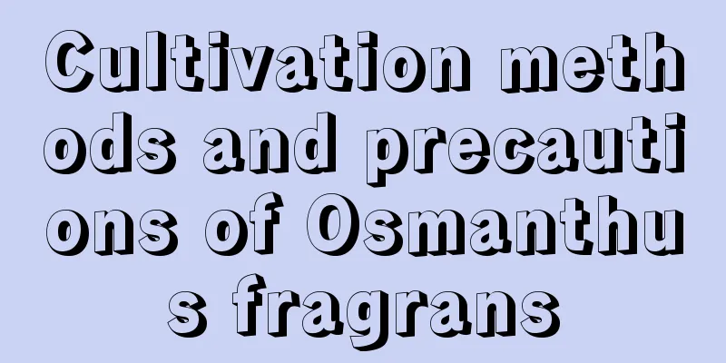 Cultivation methods and precautions of Osmanthus fragrans