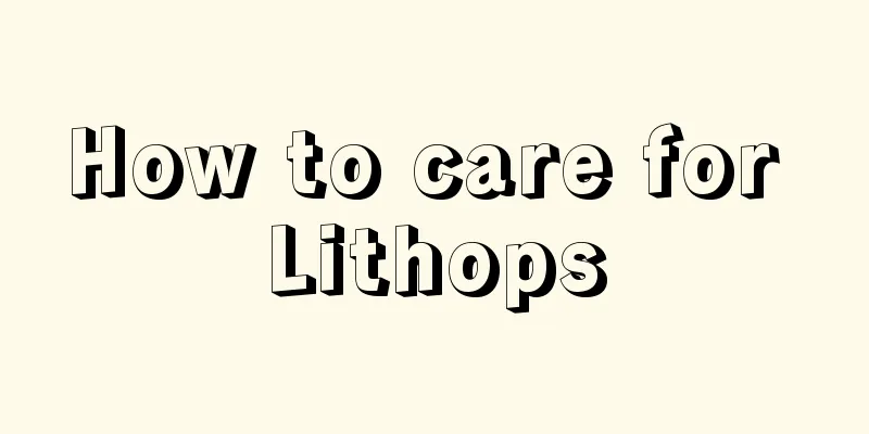 How to care for Lithops