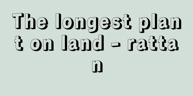 The longest plant on land - rattan