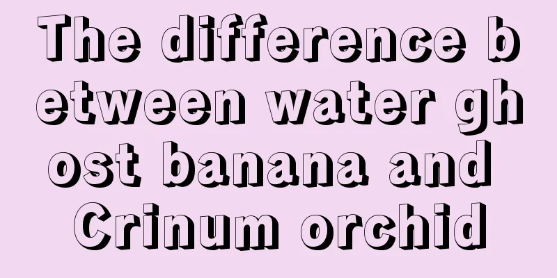 The difference between water ghost banana and Crinum orchid