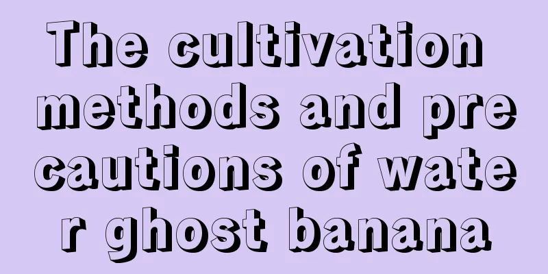 The cultivation methods and precautions of water ghost banana