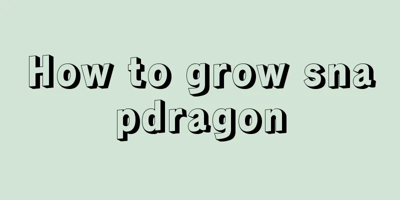 How to grow snapdragon