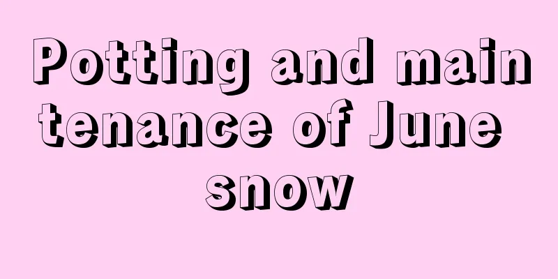 Potting and maintenance of June snow