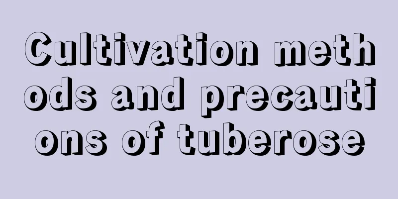 Cultivation methods and precautions of tuberose