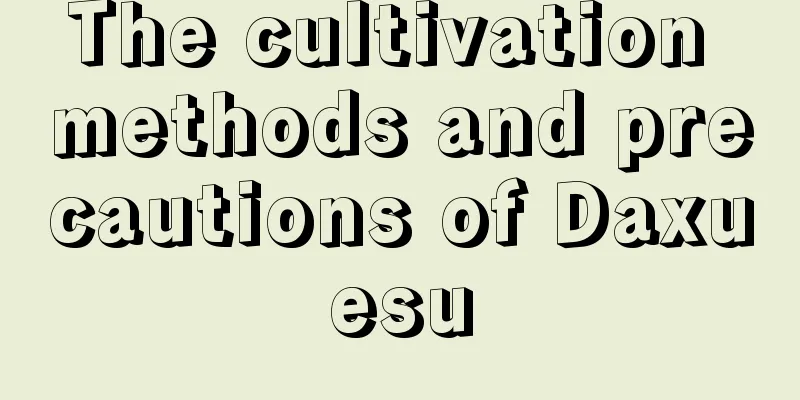 The cultivation methods and precautions of Daxuesu