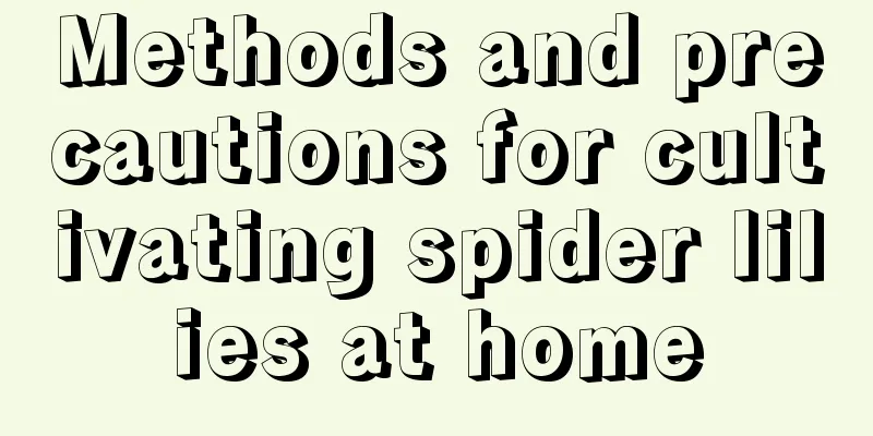 Methods and precautions for cultivating spider lilies at home