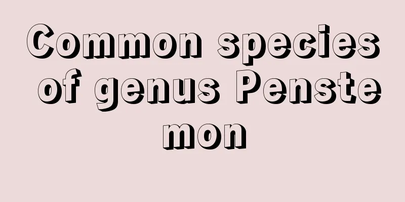 Common species of genus Penstemon