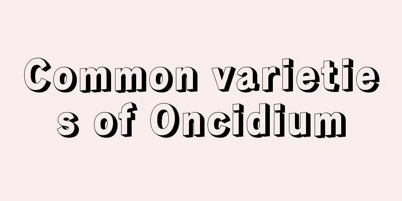 Common varieties of Oncidium