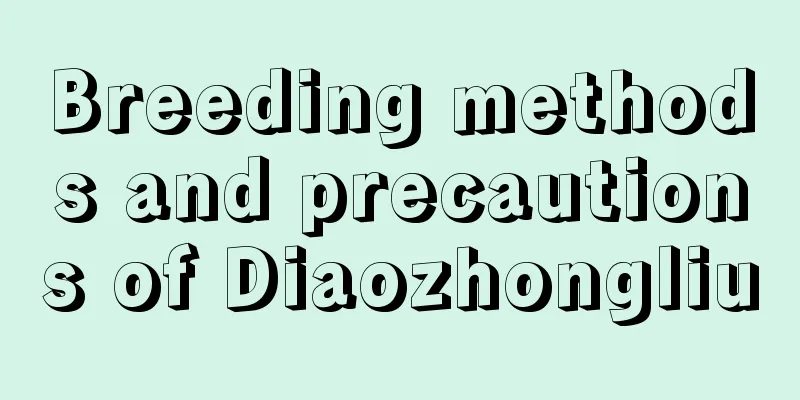 Breeding methods and precautions of Diaozhongliu